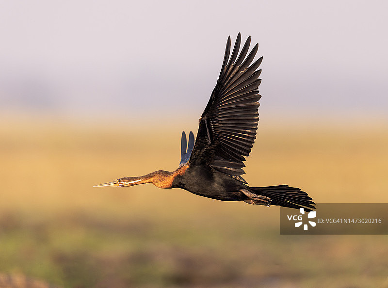 非洲蛇鹈飞行，博茨瓦纳乔贝河图片素材