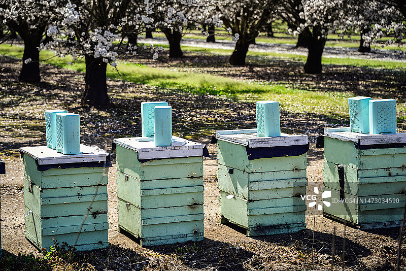 堆叠的蜂箱有助于加利福尼亚北部杏树园杏花的授粉图片素材