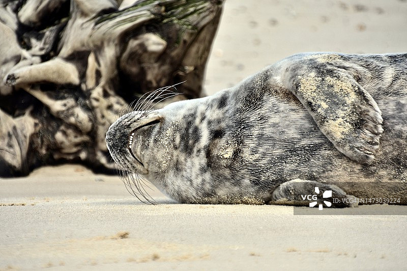 小牙齿和胡须：与海豹的邂逅 (3)图片素材