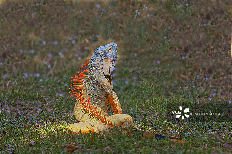 草地上的绿鬣蜥图片素材