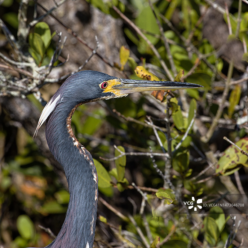 三色鹭头部特写图片素材