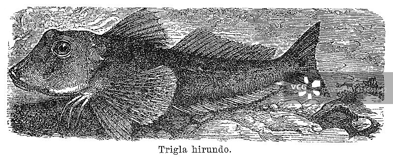 鲂鮄古版画插图图片素材