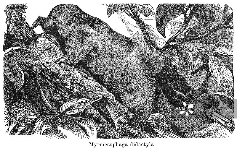 丝食蚁兽老式雕刻插图图片素材