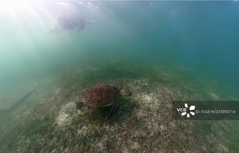墨西哥坎昆的大型红海龟图片素材