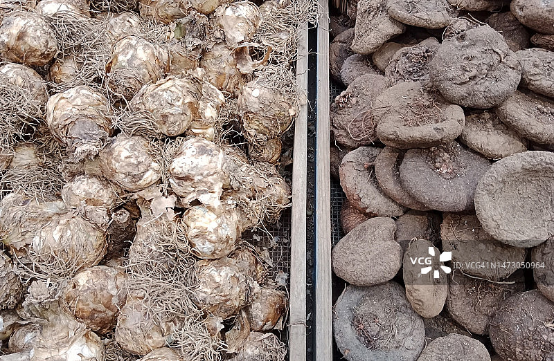 植物球茎图片素材