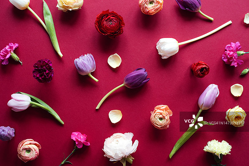 勃艮第背景上的插花，花卉背景，2023年流行色，万岁洋红色图片素材