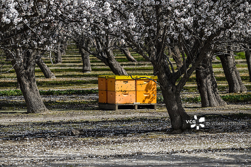 堆叠的蜂箱有助于加利福尼亚北部杏树园杏花的授粉图片素材
