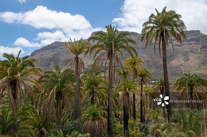 加那利海枣棕榈树林图片素材