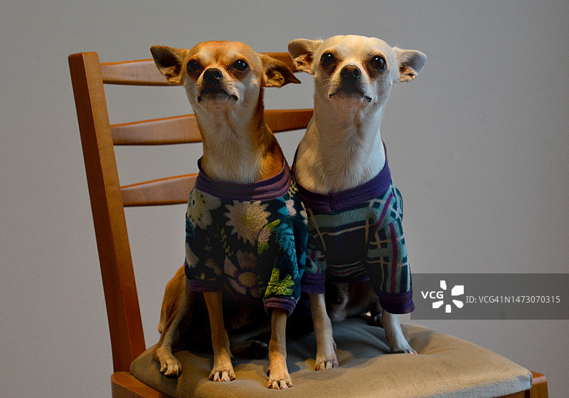 训练你的狗狗图片素材