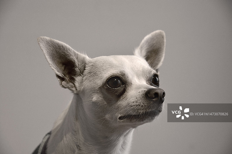 黑白背景下的吉娃娃图片素材