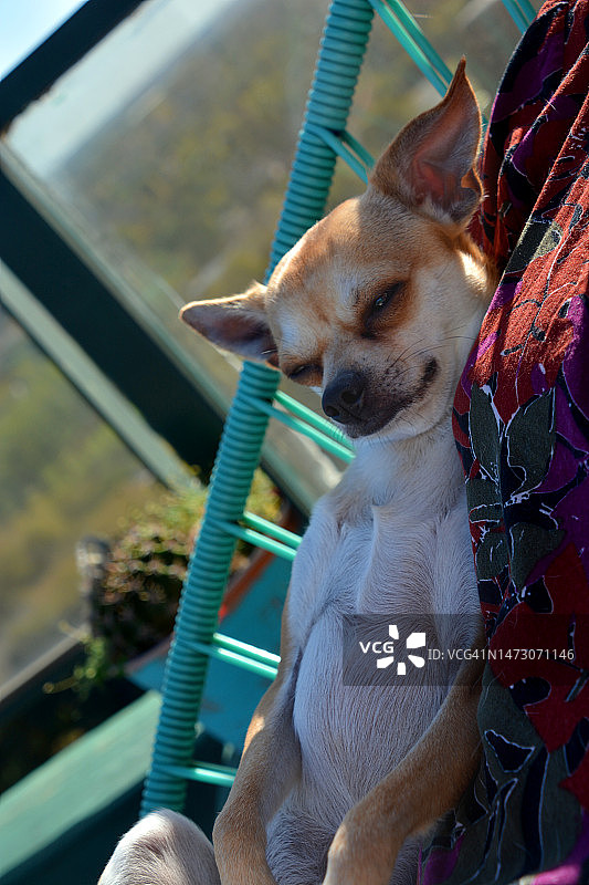 在妈妈的腿上休息图片素材