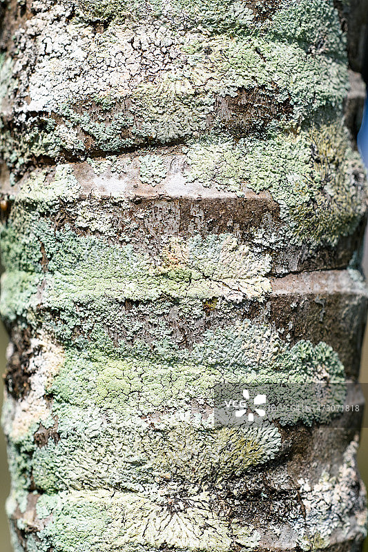 棕榈树干纹理图片素材