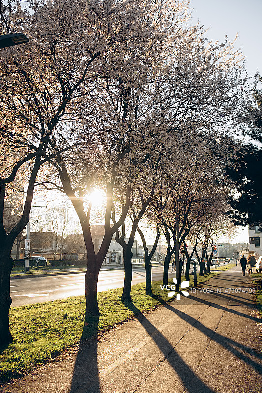 夕阳下的鲜花盛开的街道图片素材