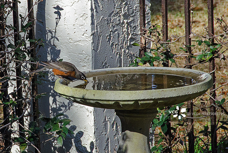 知更鸟清晨饮水图片素材