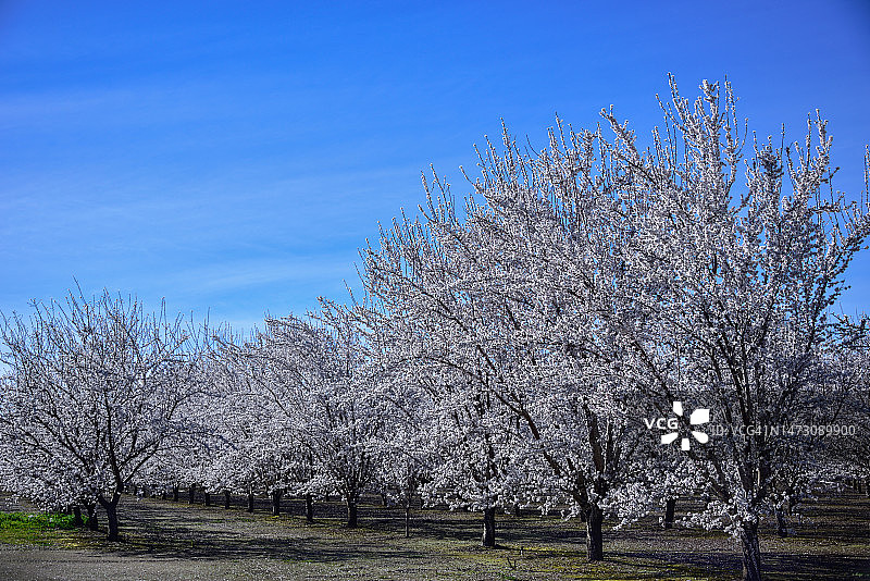 俯瞰北加州盛开的杏树园图片素材