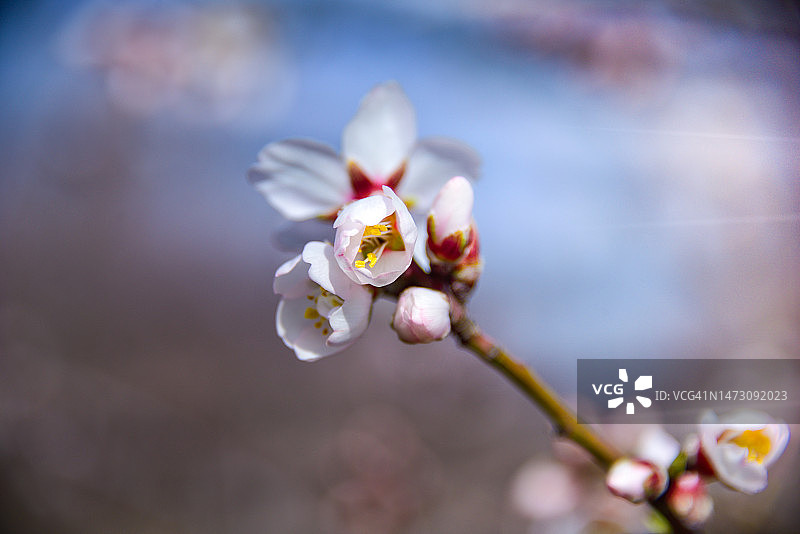 加利福尼亚北部果园中的杏花特写图片素材