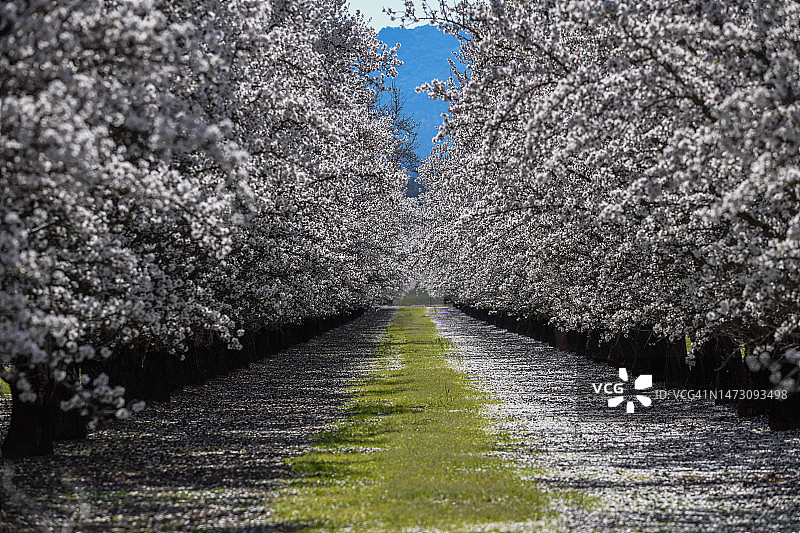 俯瞰北加州萨特县杏仁花海图片素材