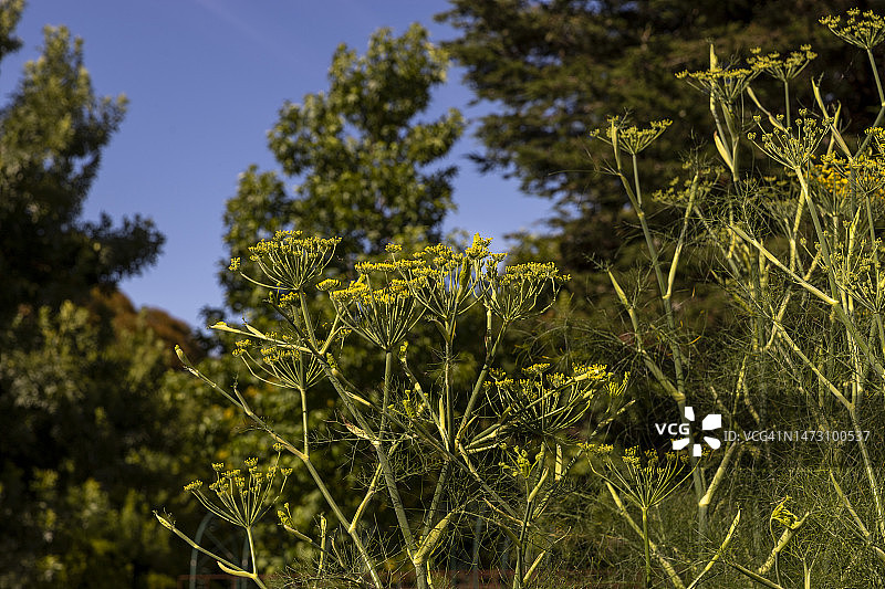 开花的莳萝植物图片素材