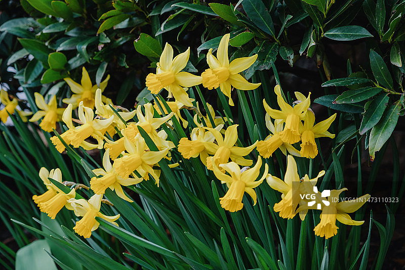 前花园盛开的水仙花图片素材