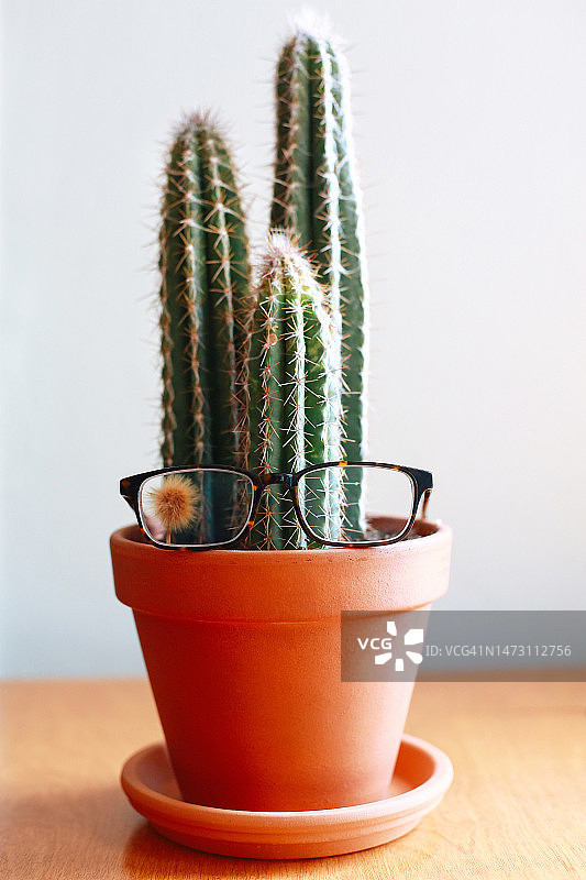 拟人化的脸，戴眼镜的仙人掌图片素材