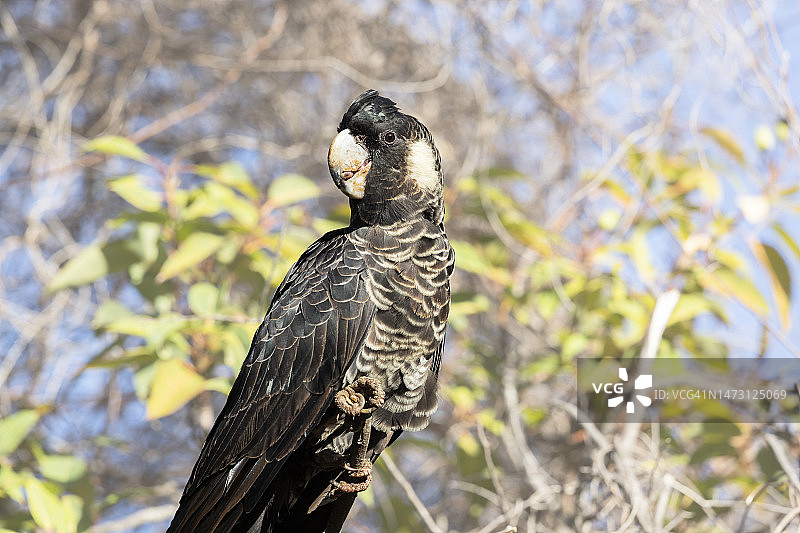 卡纳比氏黑凤头鹦鹉图片素材