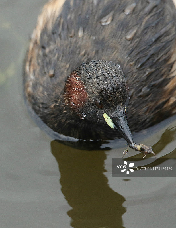 小鸊鷉在湖中游泳，刚捕到食物正要享用图片素材