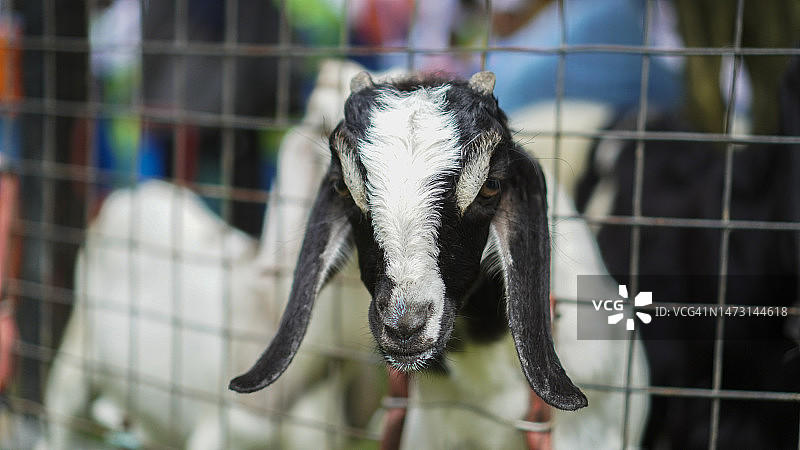 笼子里的山羊图片素材