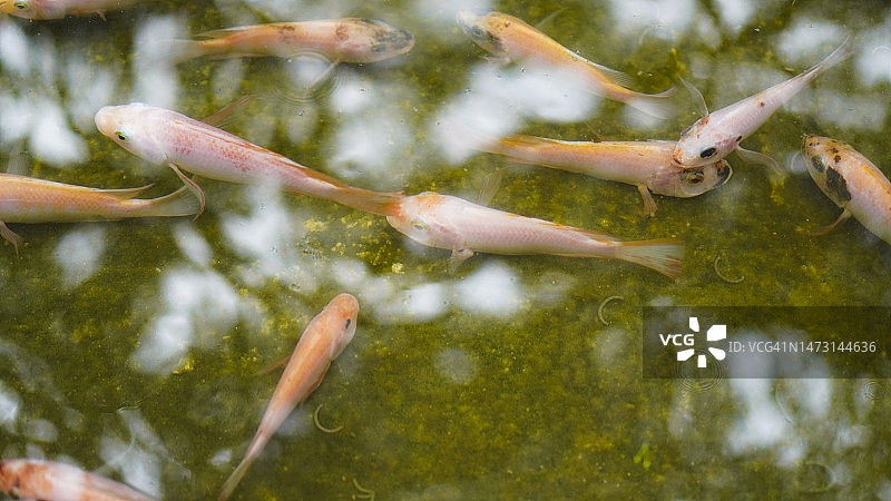 在池塘中游泳的锦鲤。宠物情缘图片素材