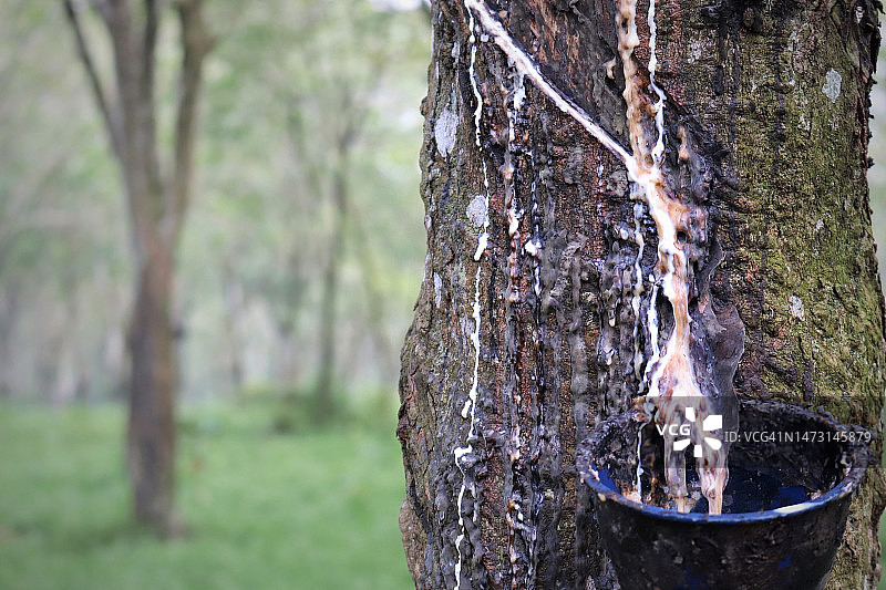 橡胶树割胶的切口特写图片素材
