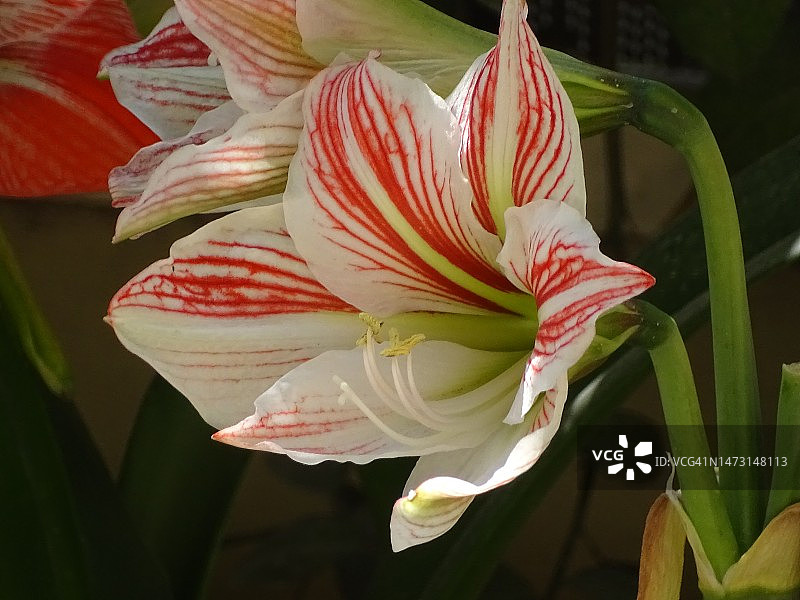 朱顶红花图片素材