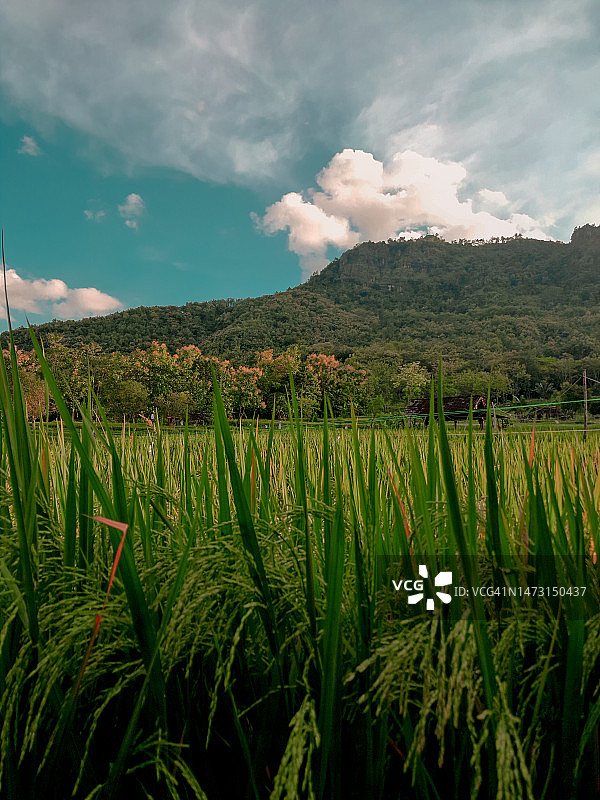 印度尼西亚的稻田图片素材