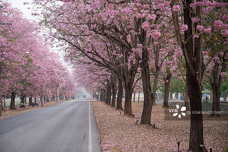 盛开的粉色喇叭树，泰国佛统府的Chompoo Pantip花图片素材