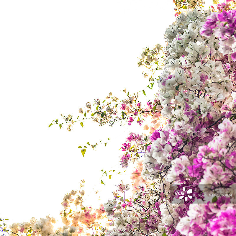 盛开的鲜花图片素材