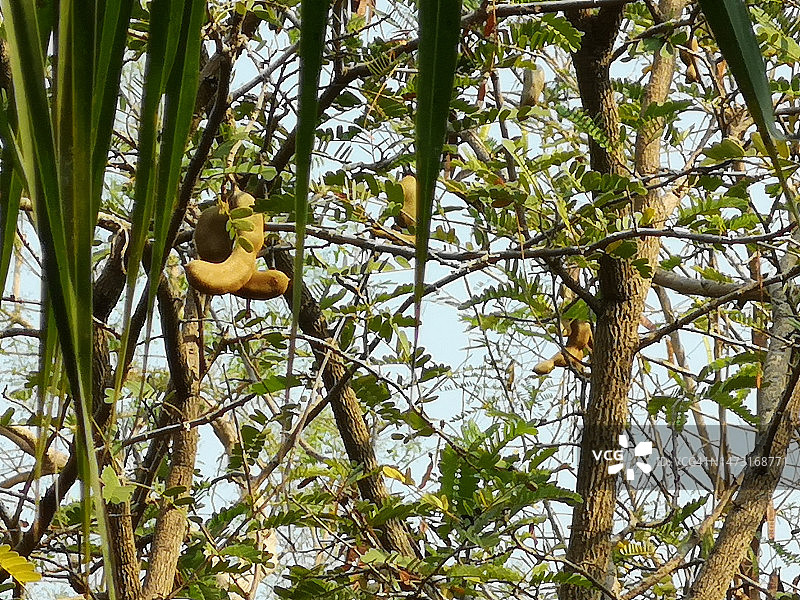 罗望子果实图片素材