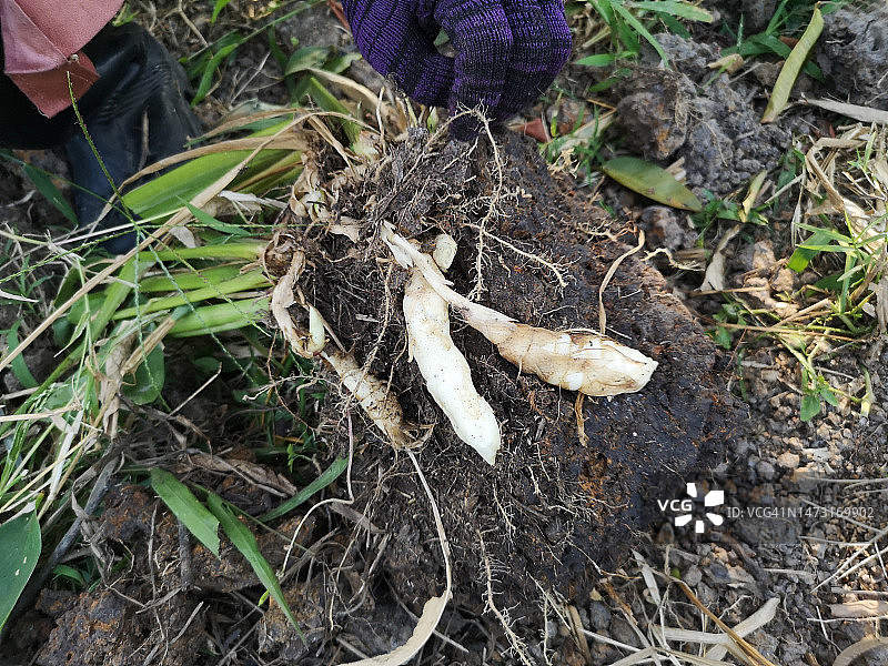 竹芋，顺从草，百慕大竹芋，araru，ararao Maranta arundinacea图片素材