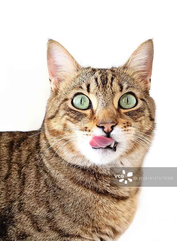 白色背景上舔脸的虎斑猫图片素材