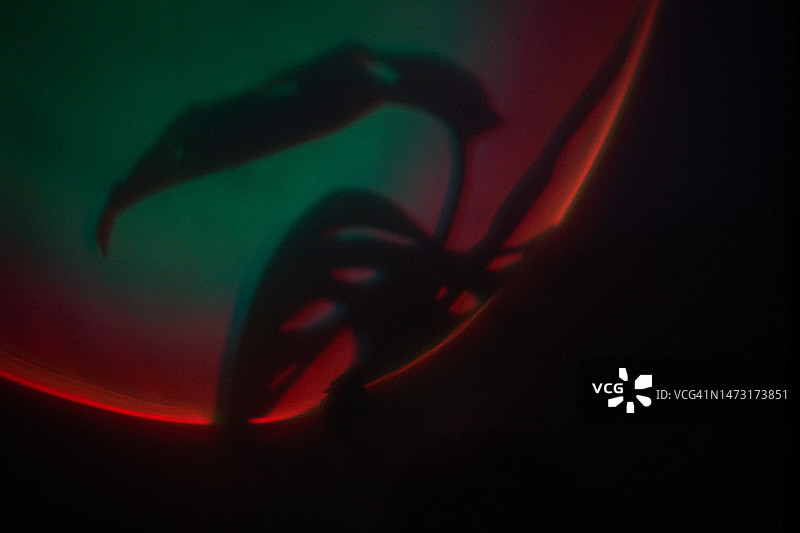 热带植物叶子，具有不寻常彩色光芒的Monstera Monkey Mask叶子阴影， 南方夜间迪斯科概念， 红色和绿色流行色。图片素材