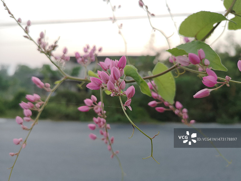 美丽的粉色小花藤（学名：Antigonon leptopus Hook）花束，自然背景图片素材