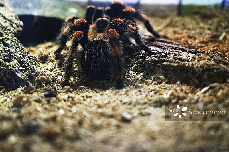 饲养箱中的狼蛛图片素材