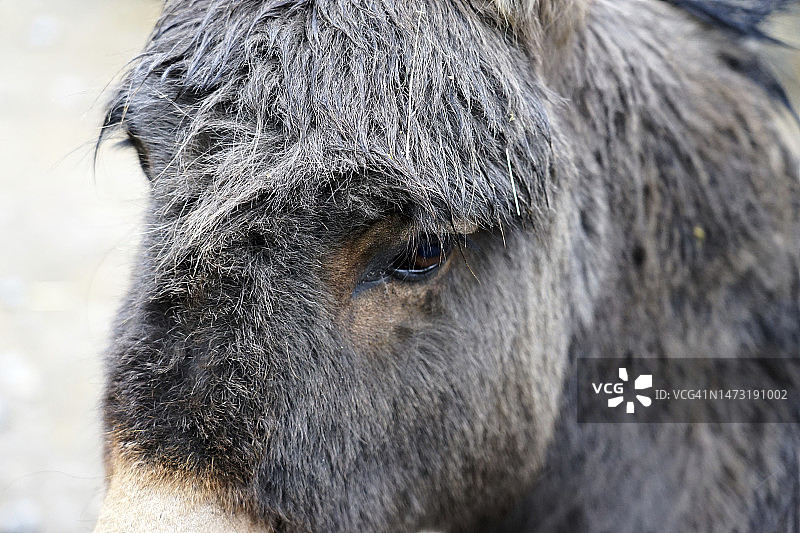 驴头部特写图片素材