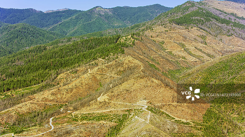 山上烧毁的树木图片素材