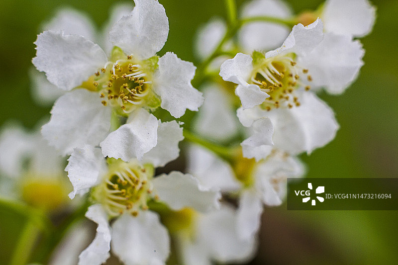 盛开的苹果树花朵特写图片素材