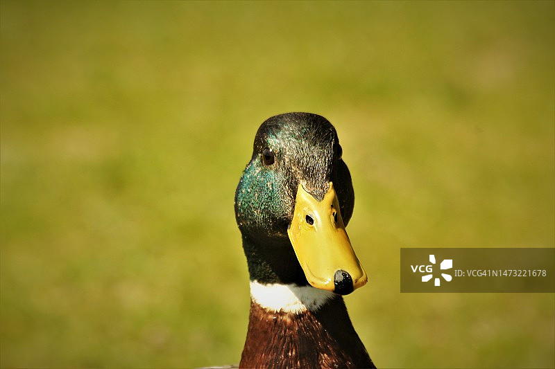 绿地中注视镜头的绿头鸭图片素材