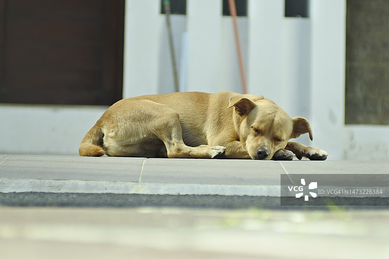 在地板上睡觉的狗狗特写，印度尼西亚图片素材