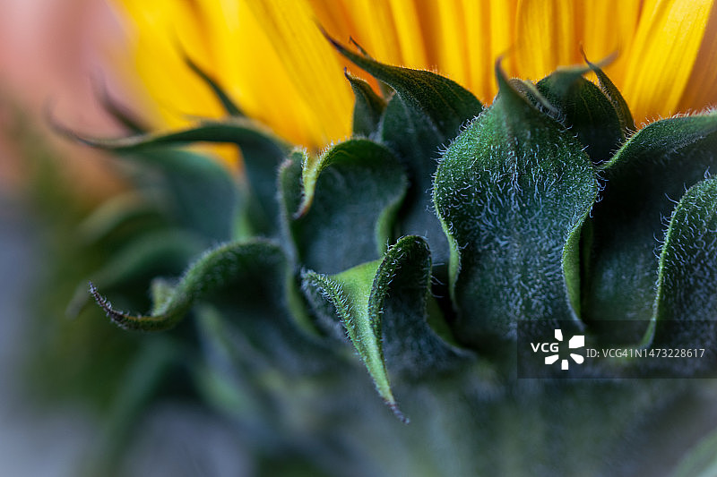 向日葵特写图片素材