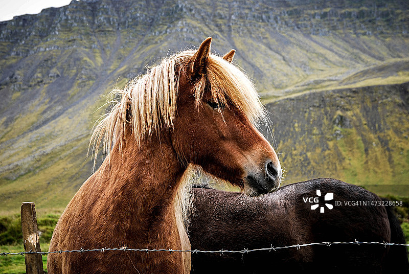 冰岛矮马站在田野上的侧视图，印度尼西亚图片素材