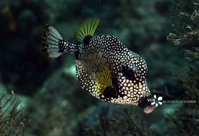 光滑的箱鲀图片素材