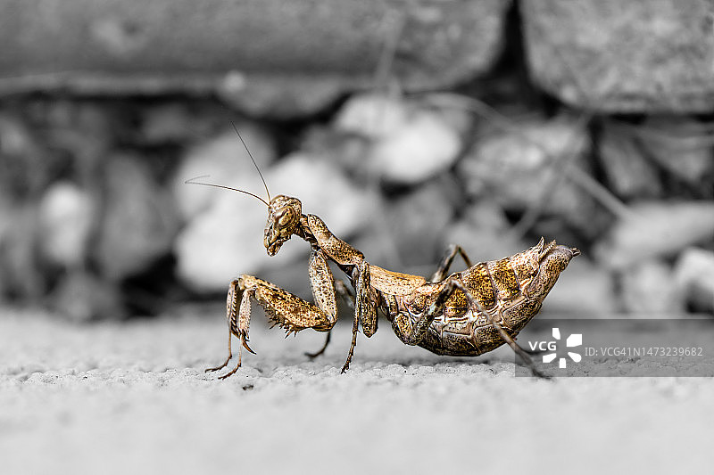 岩石上的蚂蚁特写图片素材