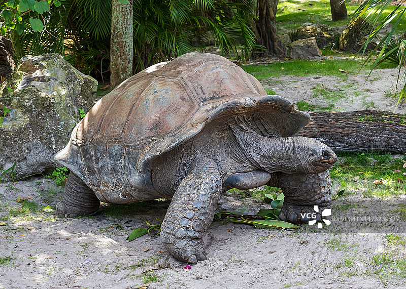 美国佛罗里达州坦帕市加拉帕戈斯象龟壳特写图片素材