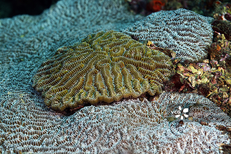 迷宫珊瑚图片素材